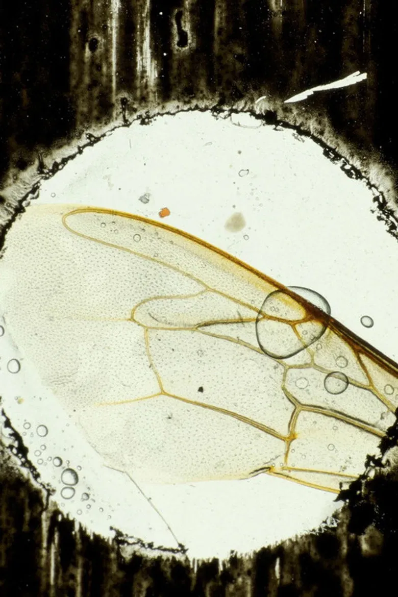 Hasta el cementerio de Flores poster background