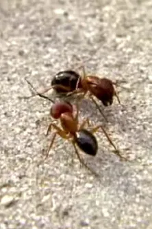 Rant poster background