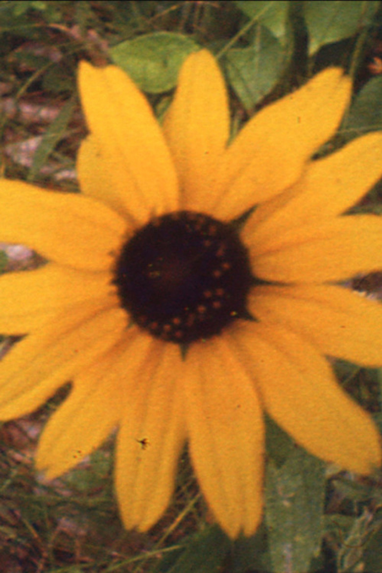 Wayward Glimpses poster background