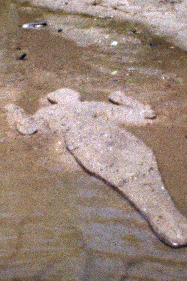 Silueta de Arena poster background