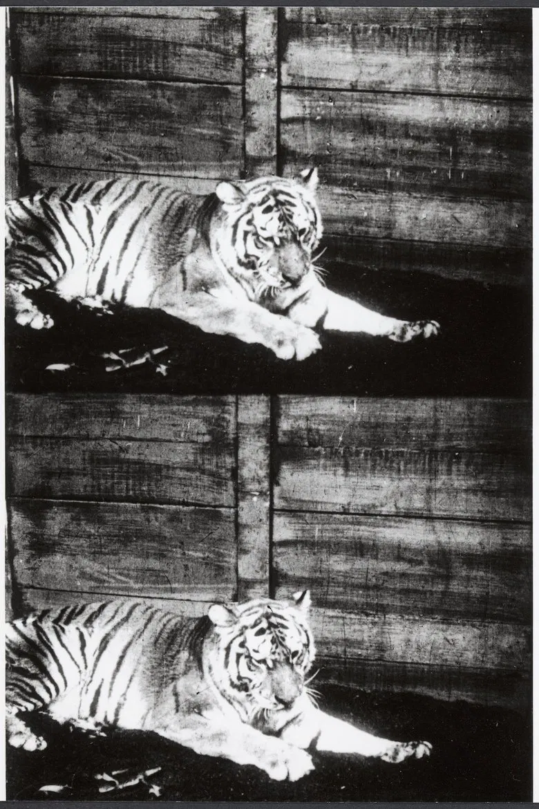 Beasts of the Jungle poster background