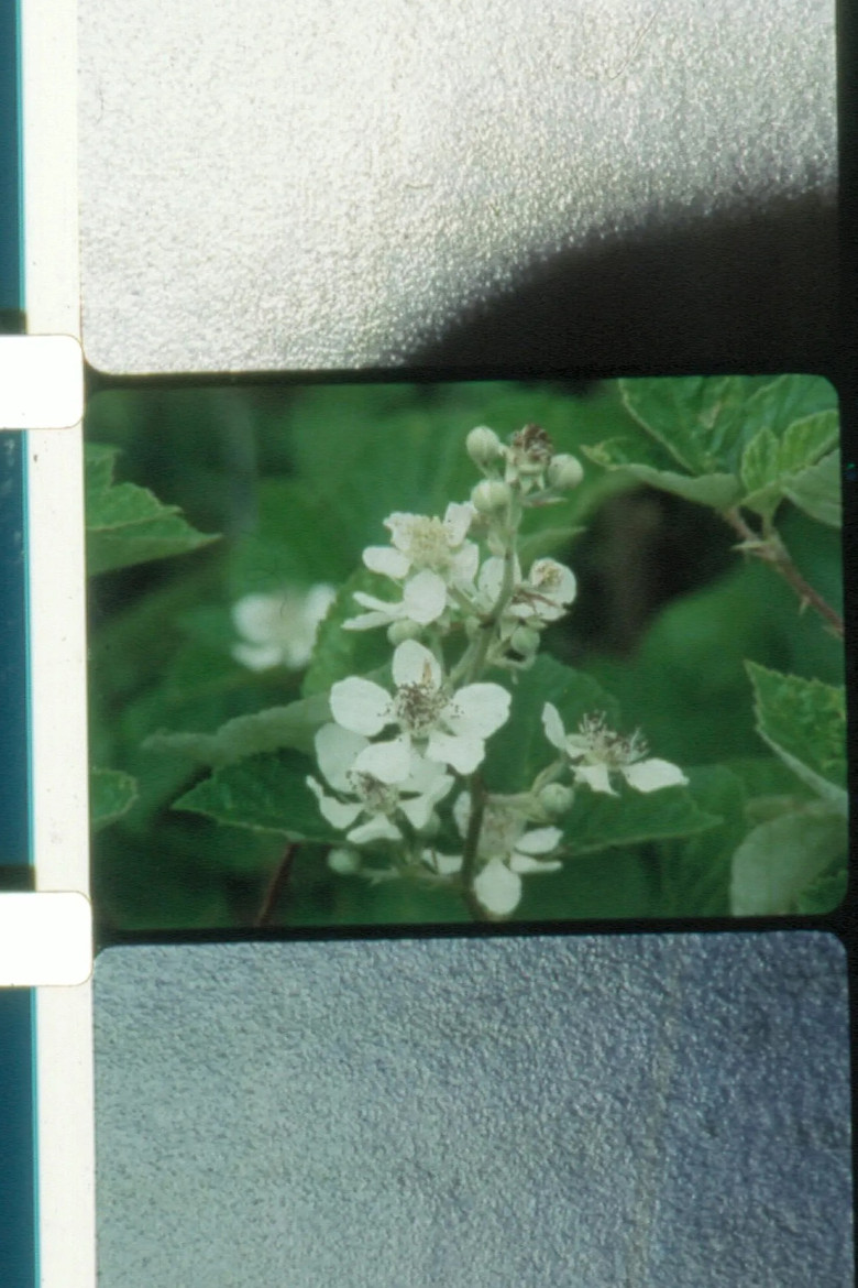 Jardin du soleil poster background
