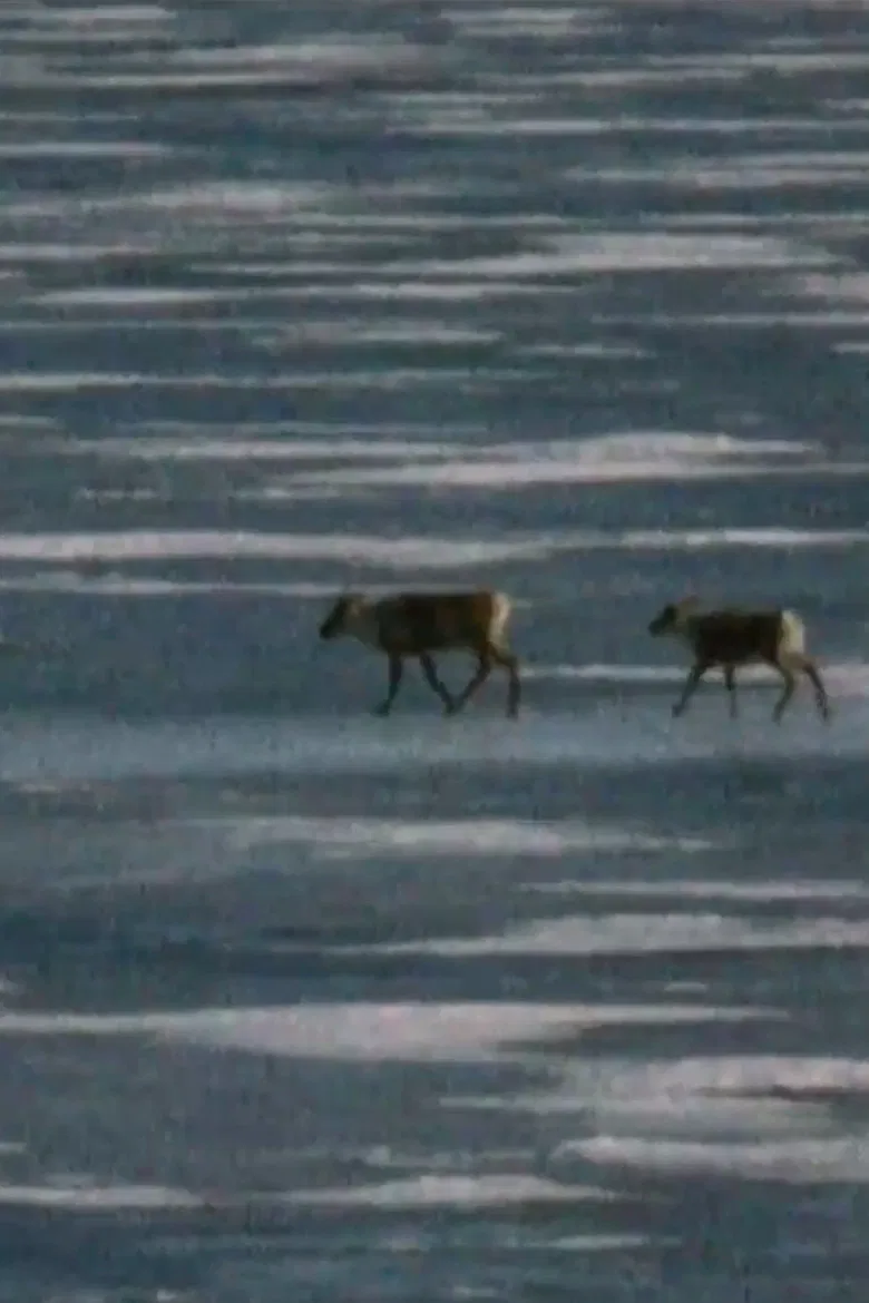 Caribou in the Archive poster background