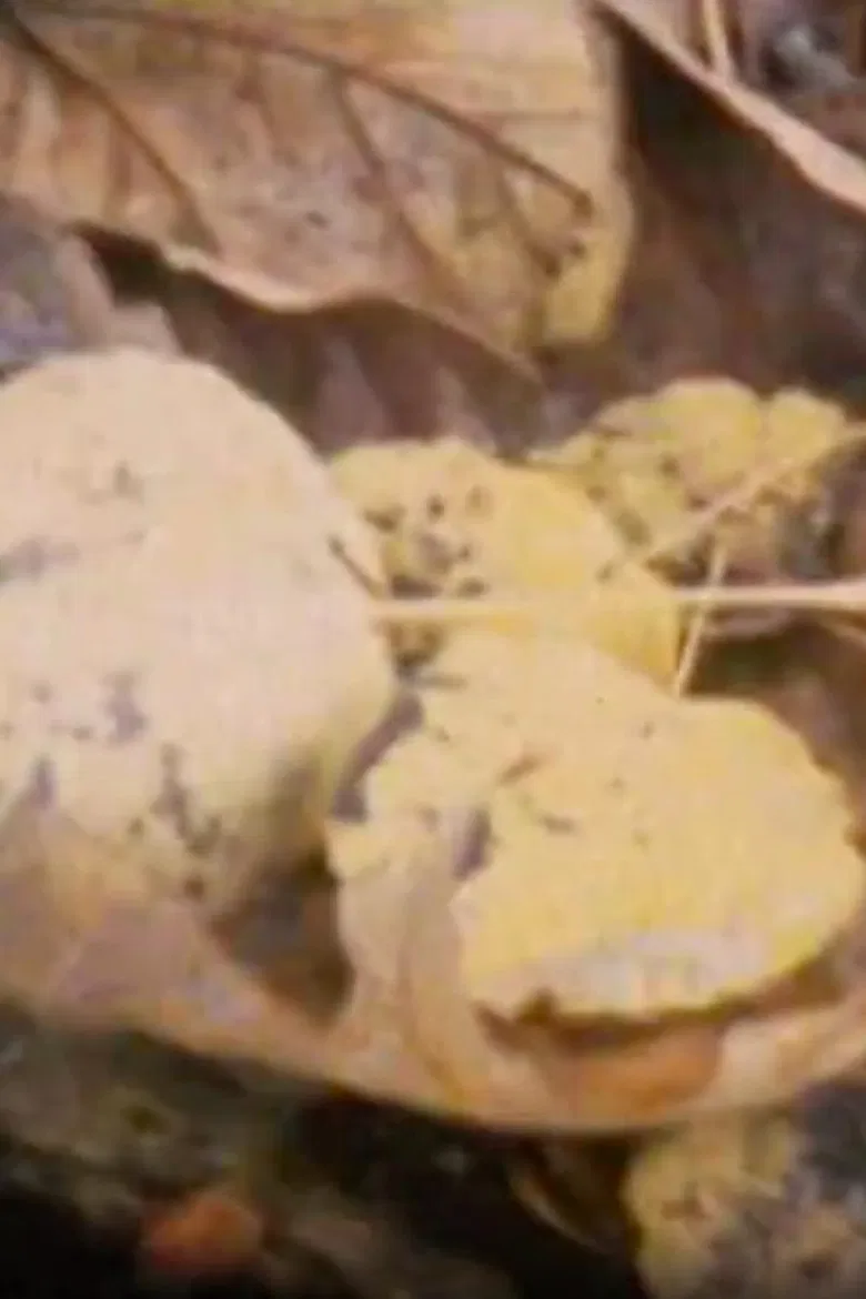 Impressions poster background