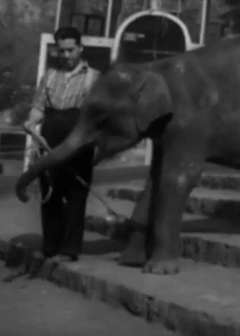 National Zoological Garden poster background