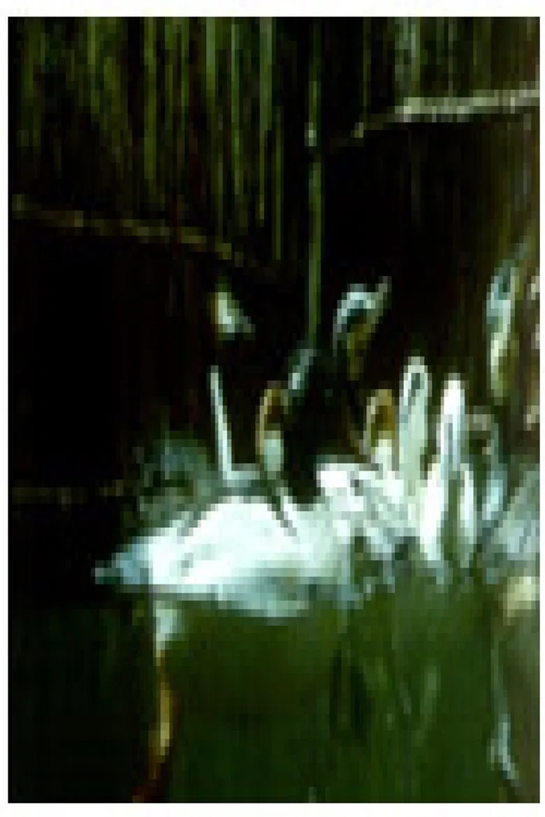 Birds and Fish poster background