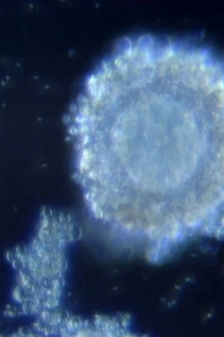 Fertilization in Video poster background