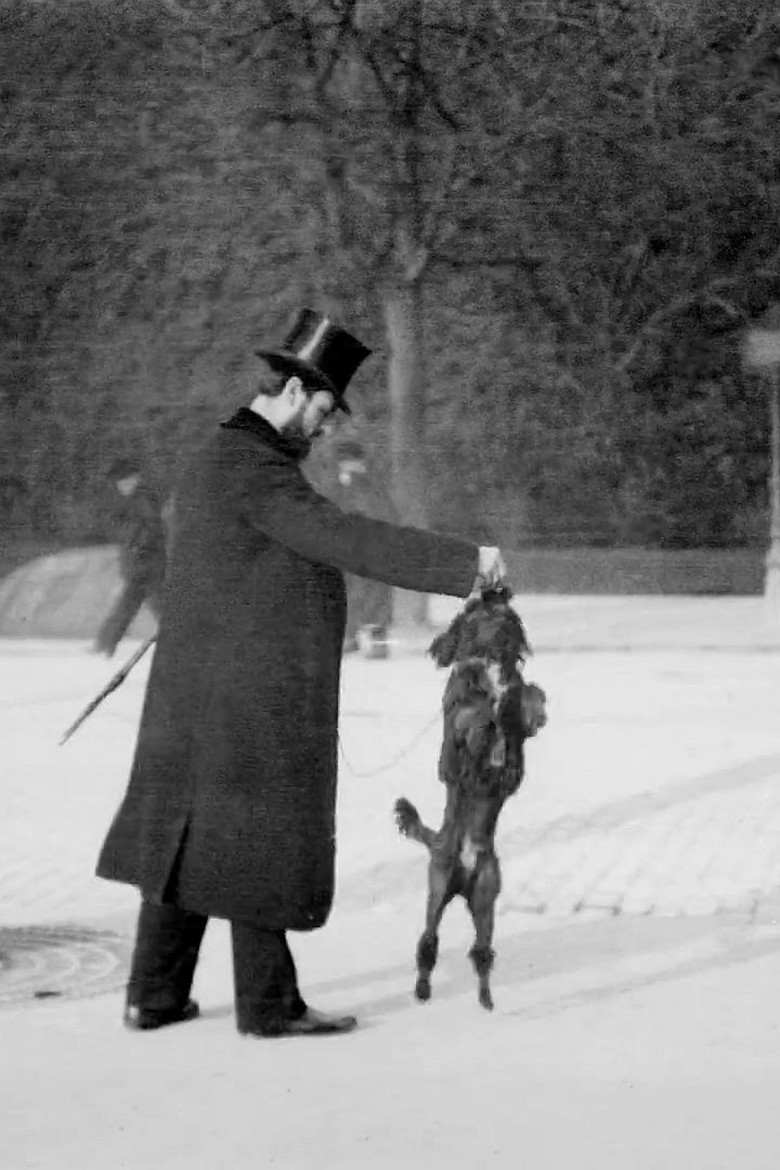 Chien Caniche Noir Sautant poster background