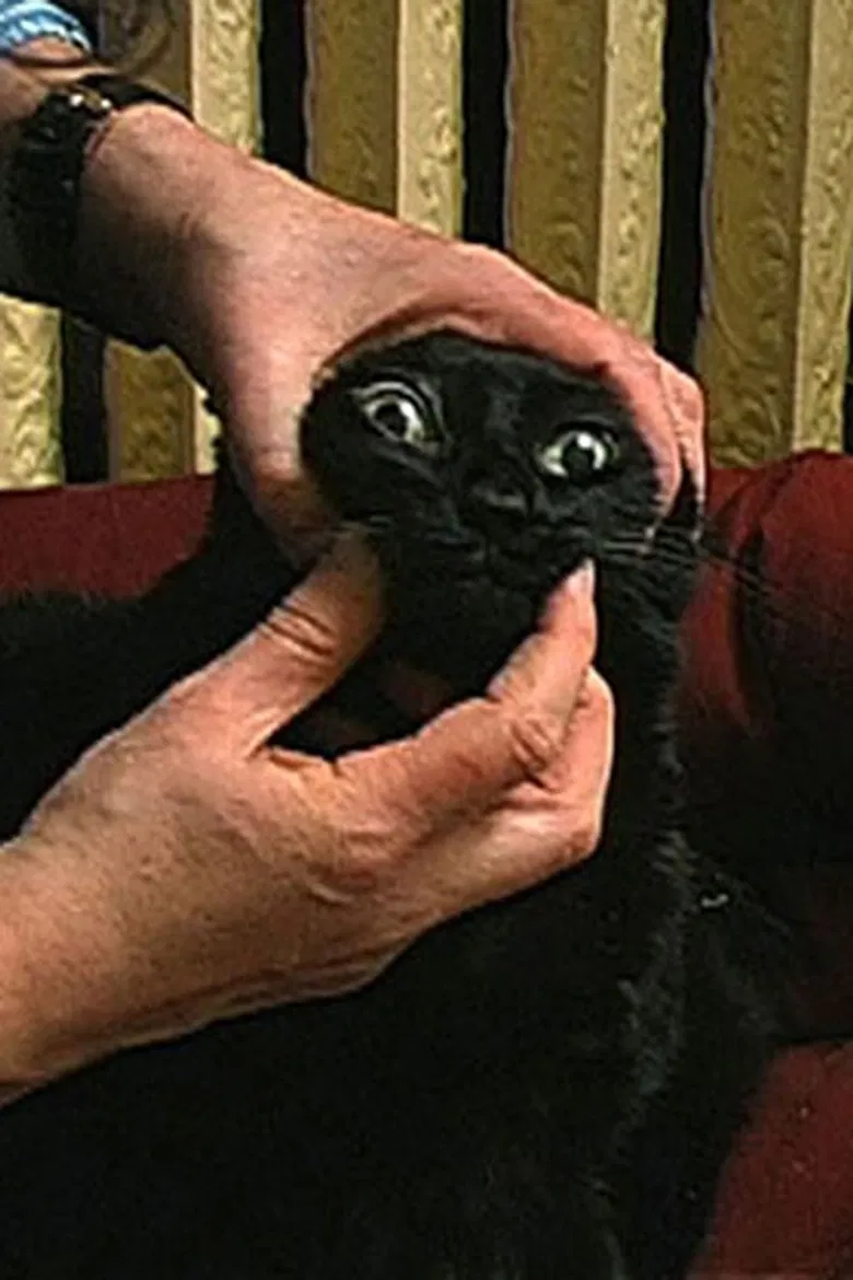 The Housesitter poster background