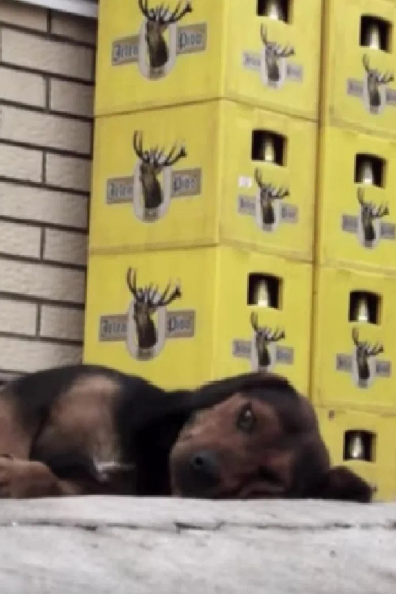 Down on the Corner poster background