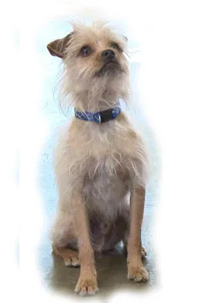 Pretty Little Doggie poster background