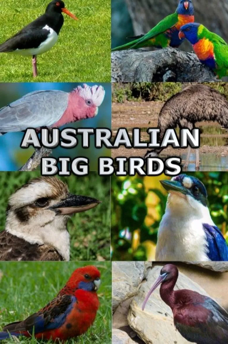 Australian Big Birds poster background