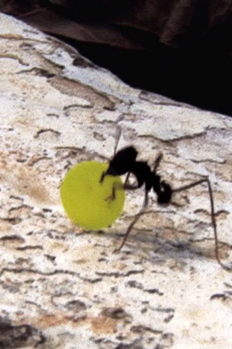 Quarta-Feira da Cinzas poster background