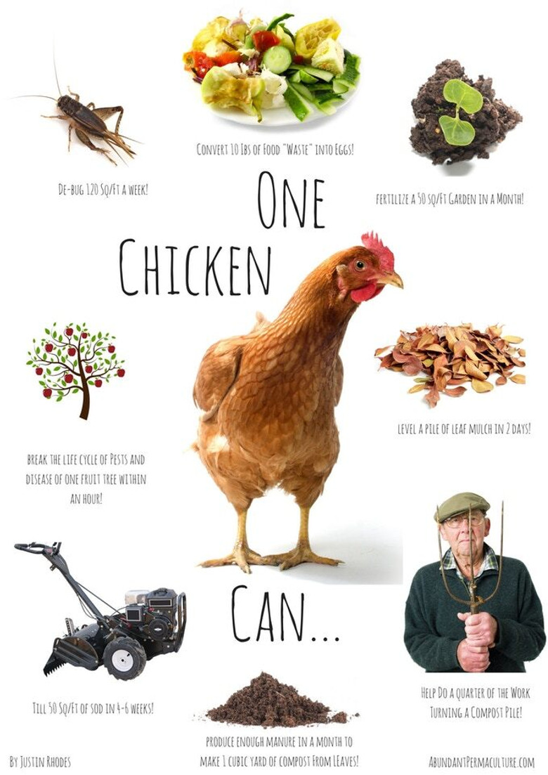 Permaculture Chickens poster background