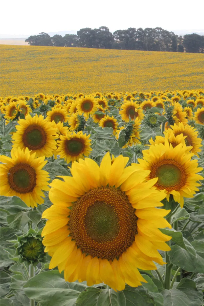 Poilean poster background