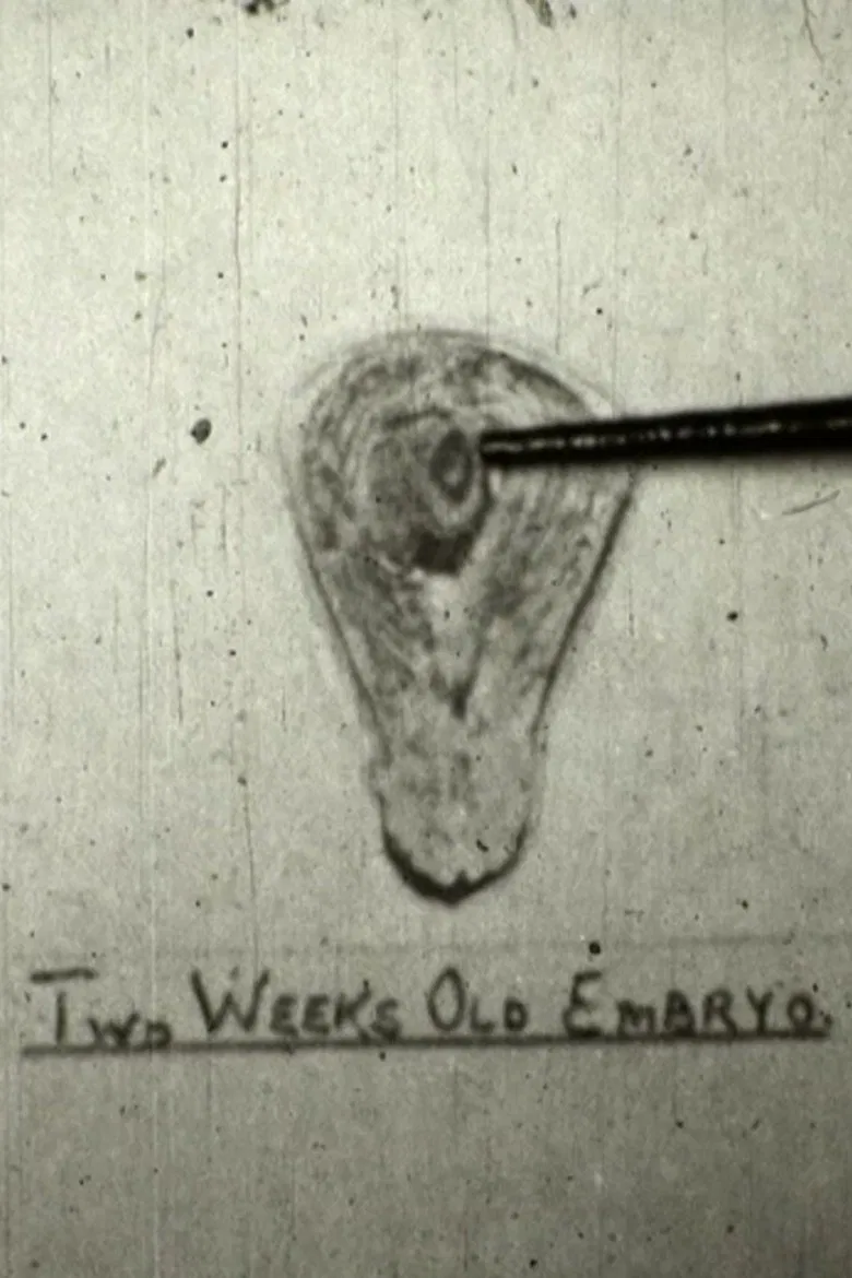 The Creation Of Life poster background