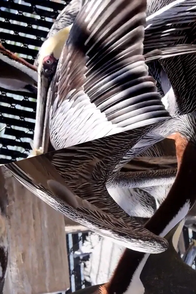 Pelican Radio poster background