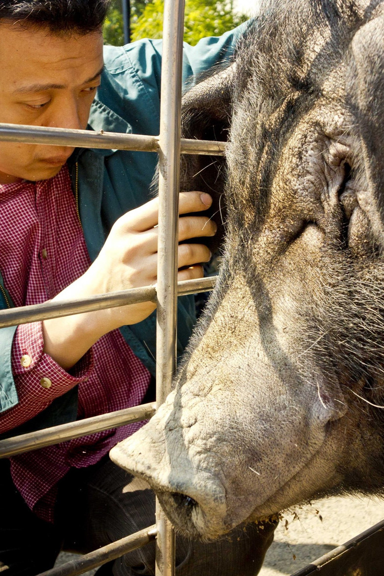 The Pig poster background