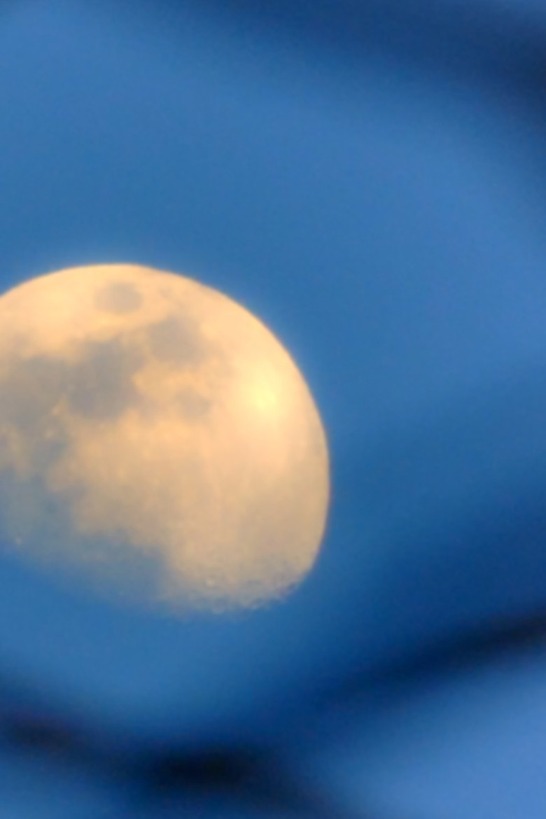 Moon Moss Wood Grain poster background