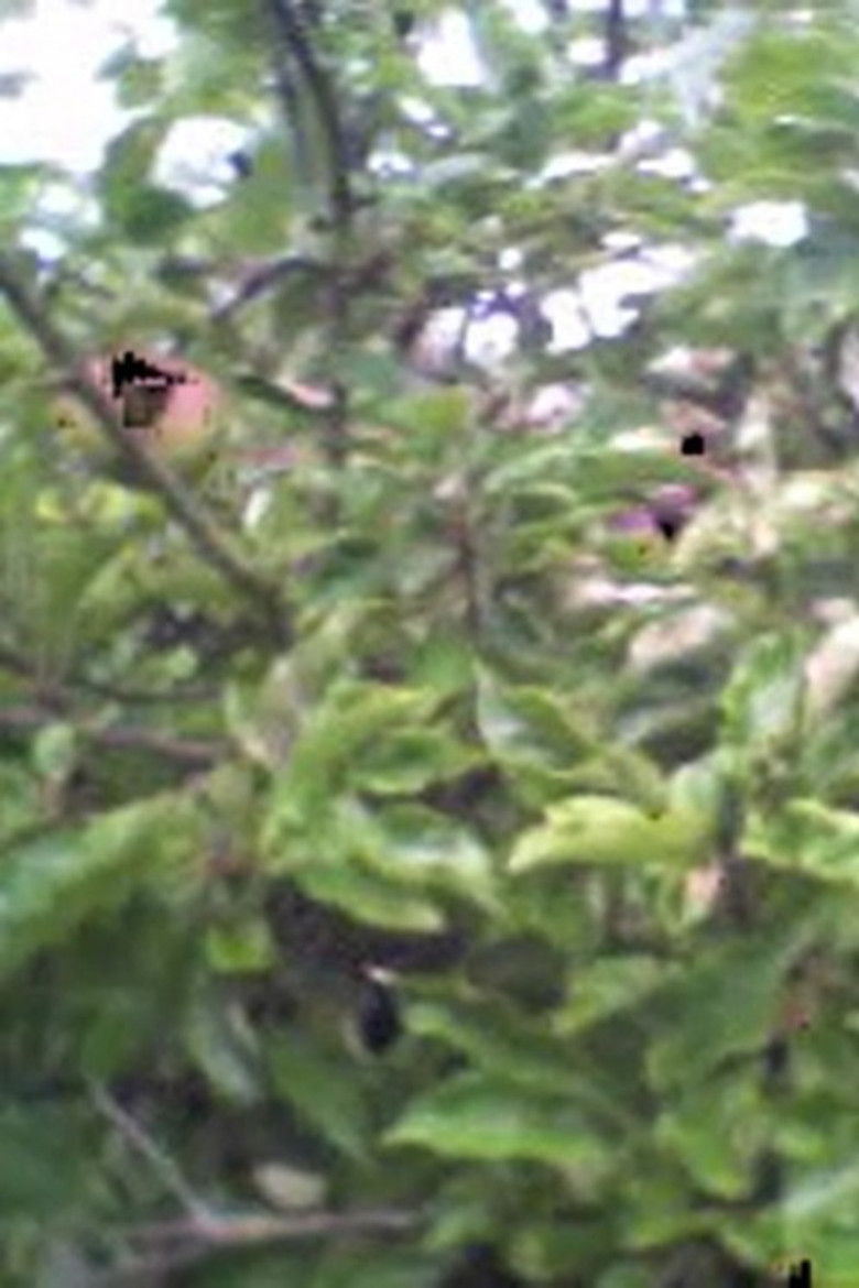 Corpus poster background