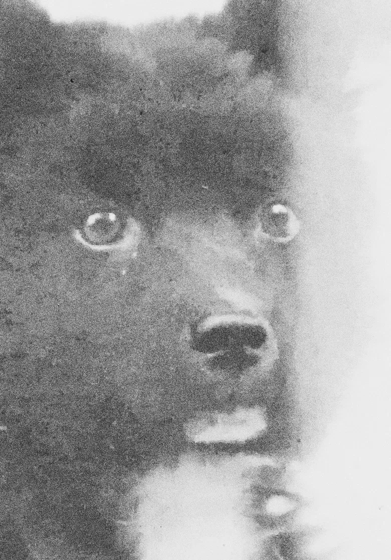 The Middle Dog's Day poster background