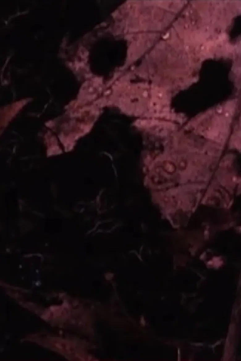 Ward’s Pond poster background