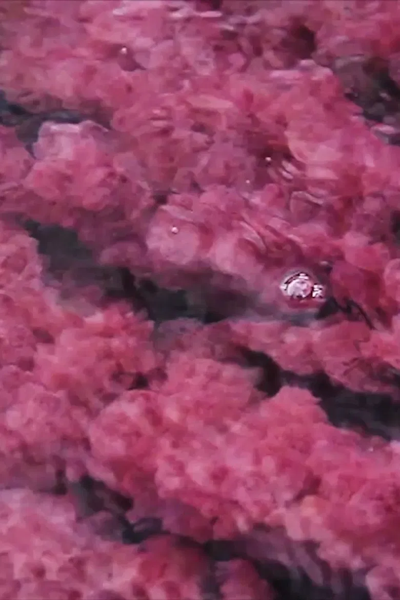 The River Escapes poster background