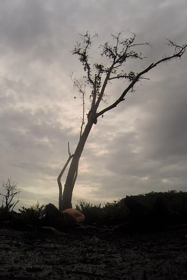 Octopus poster background