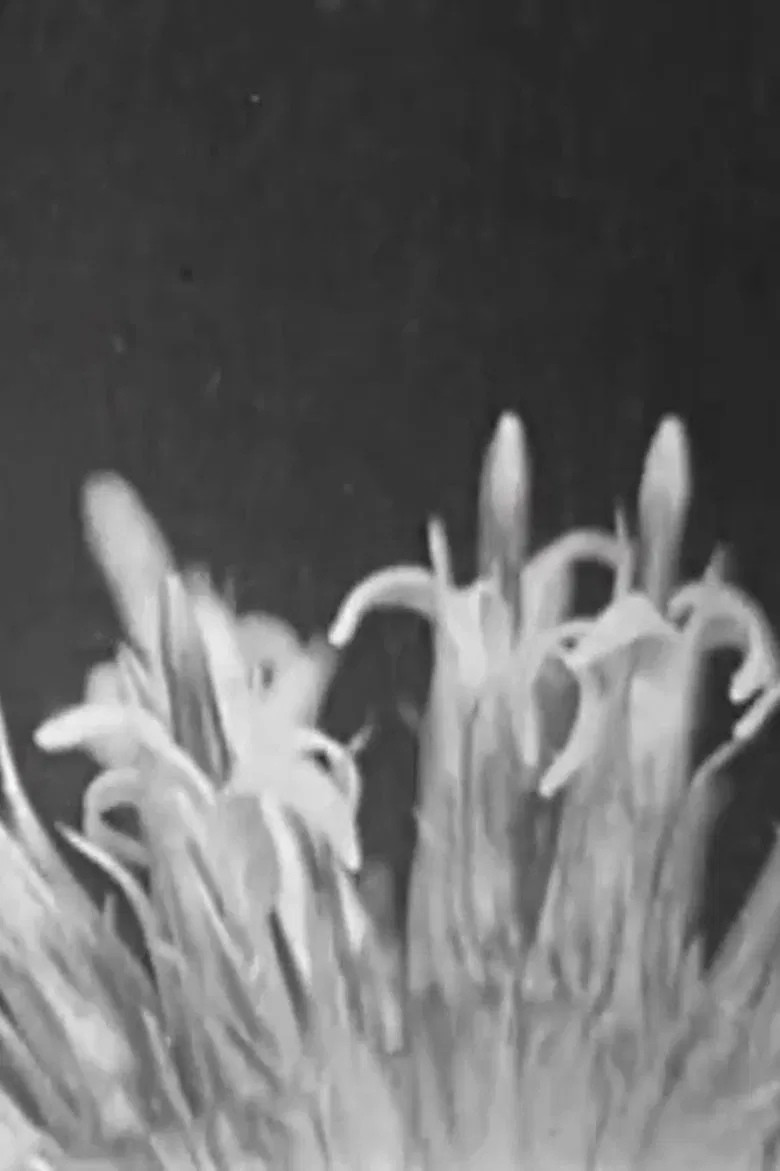 Like Lust poster background