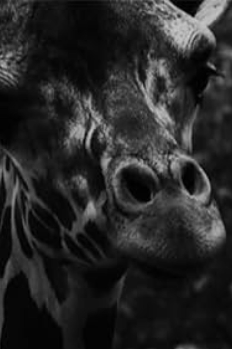 Marbled Golden Eyes poster background