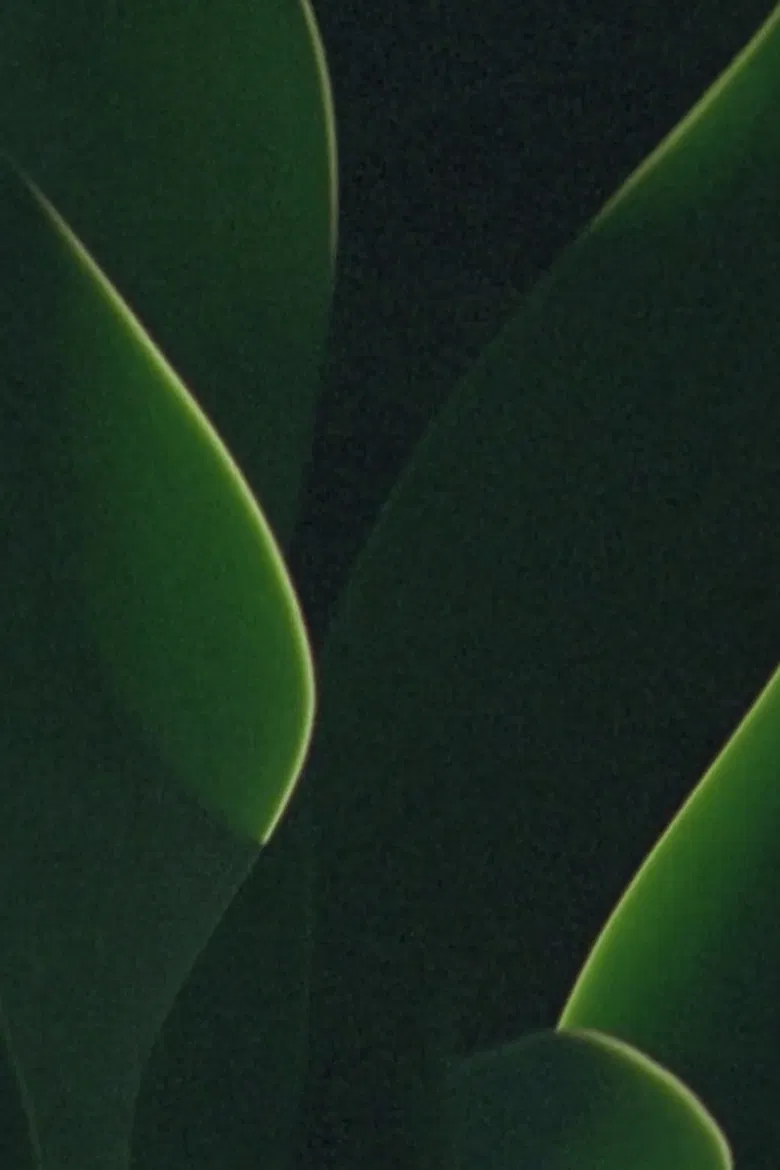 understory poster background