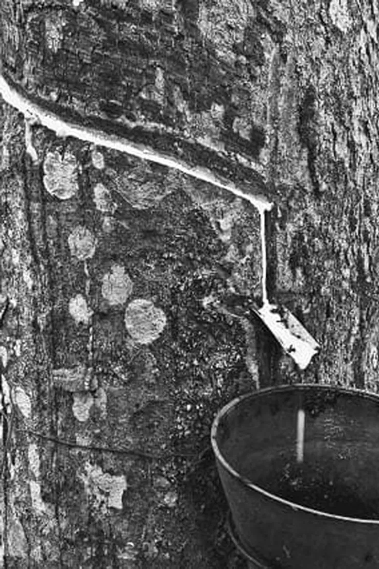 A História do Antes poster background