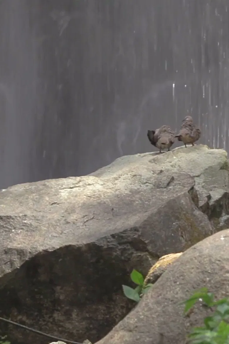 For the Birds poster background