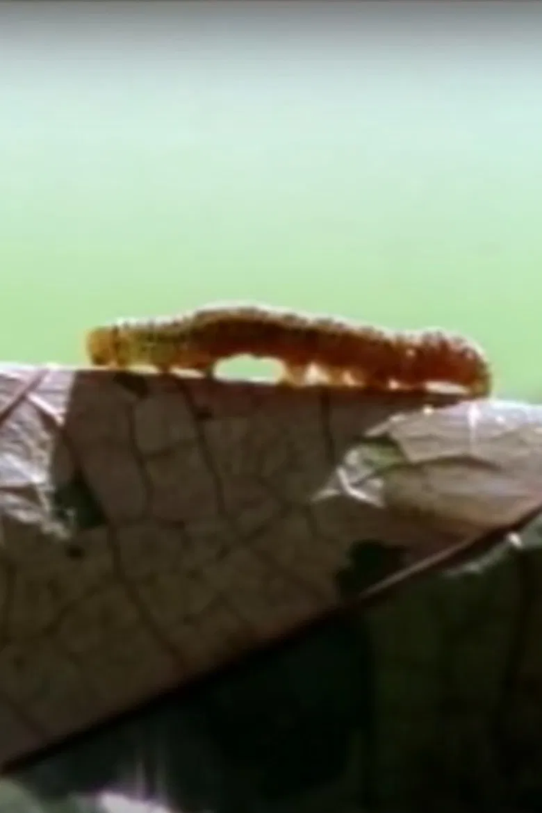 Sound of Steps poster background