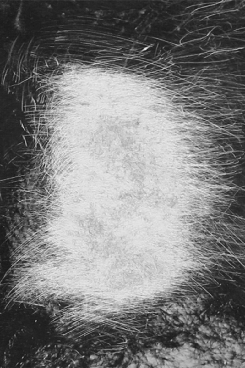 Rosebud poster background