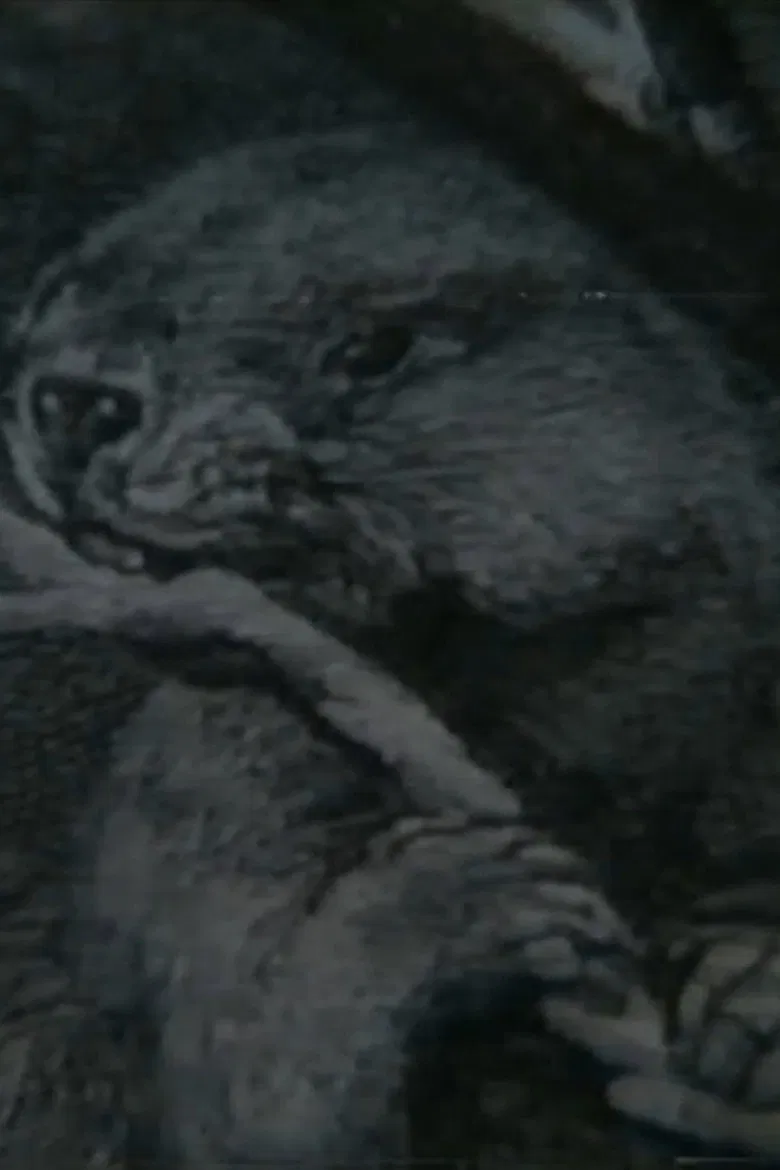 Beaver Report poster background