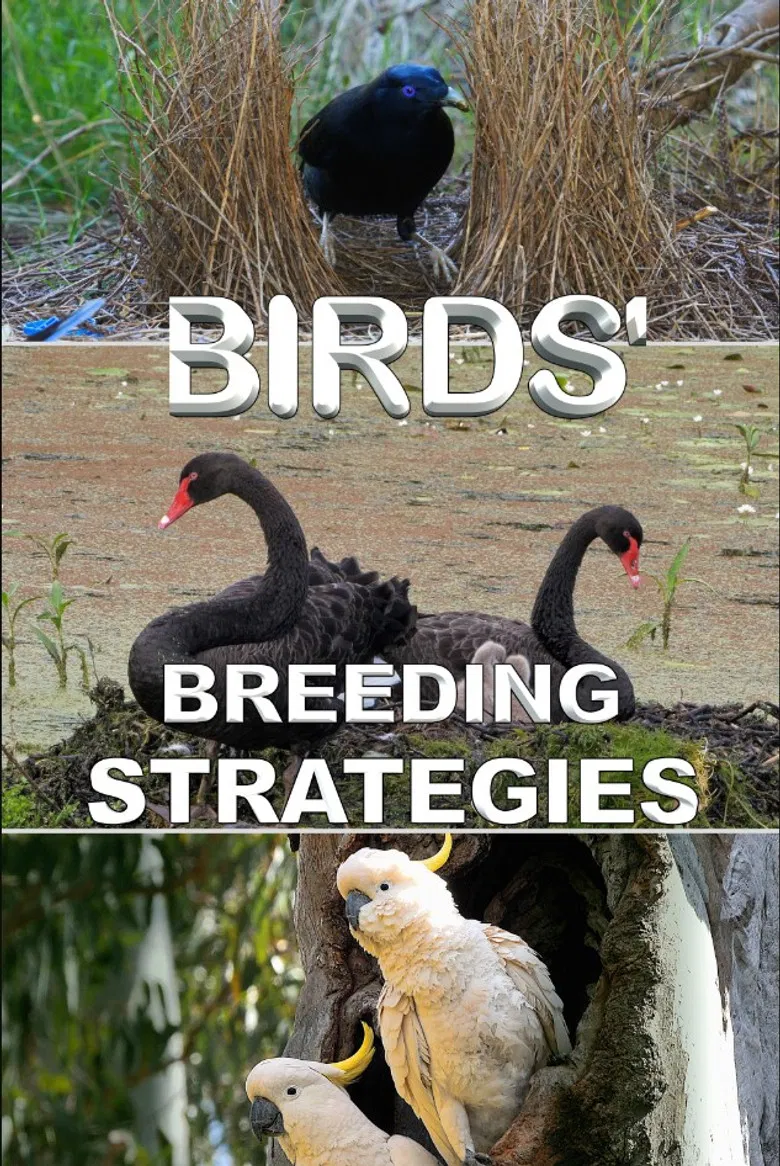 Birds' Breeding Strategies poster background