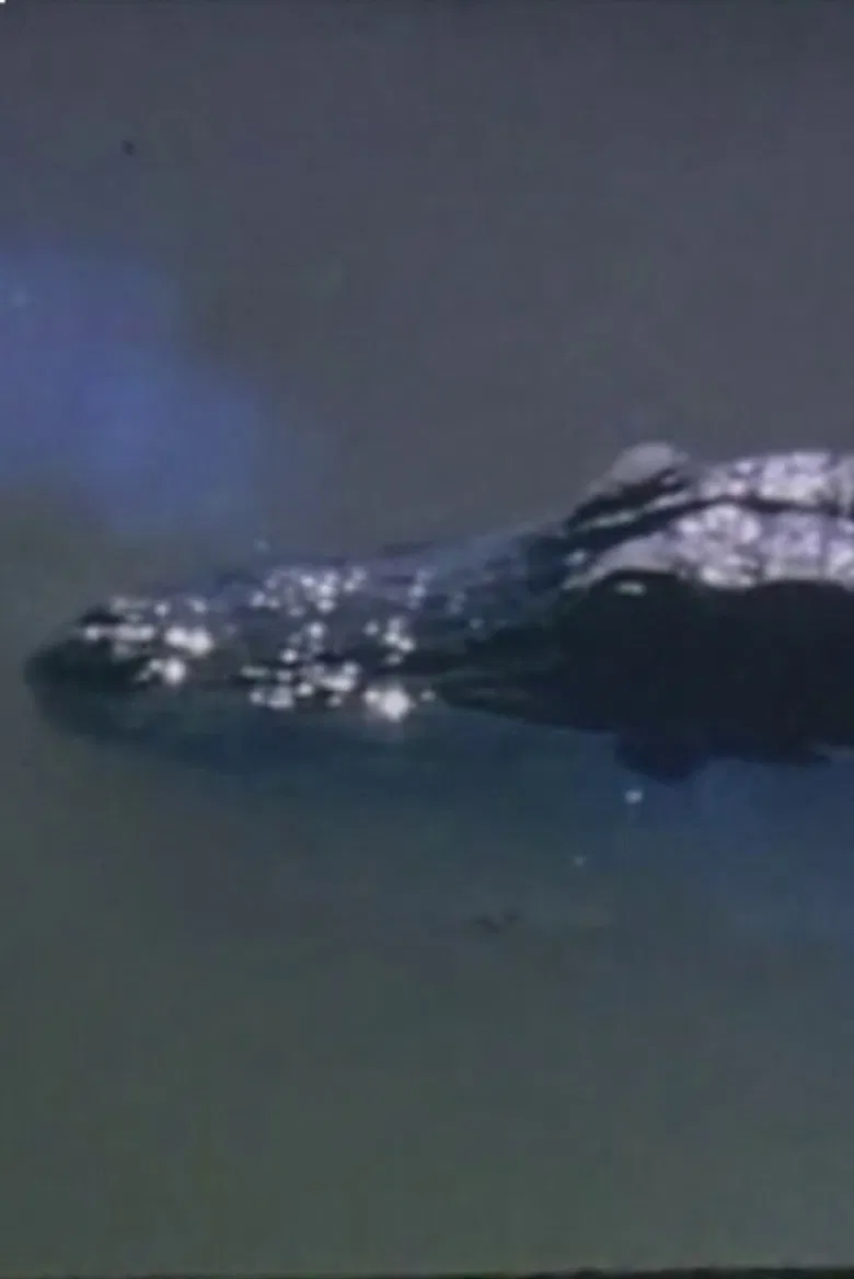 Wind Across the Everglades poster background