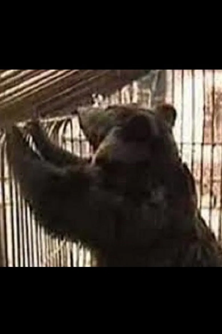 Why Does Kolkhoz Need Bears? poster background