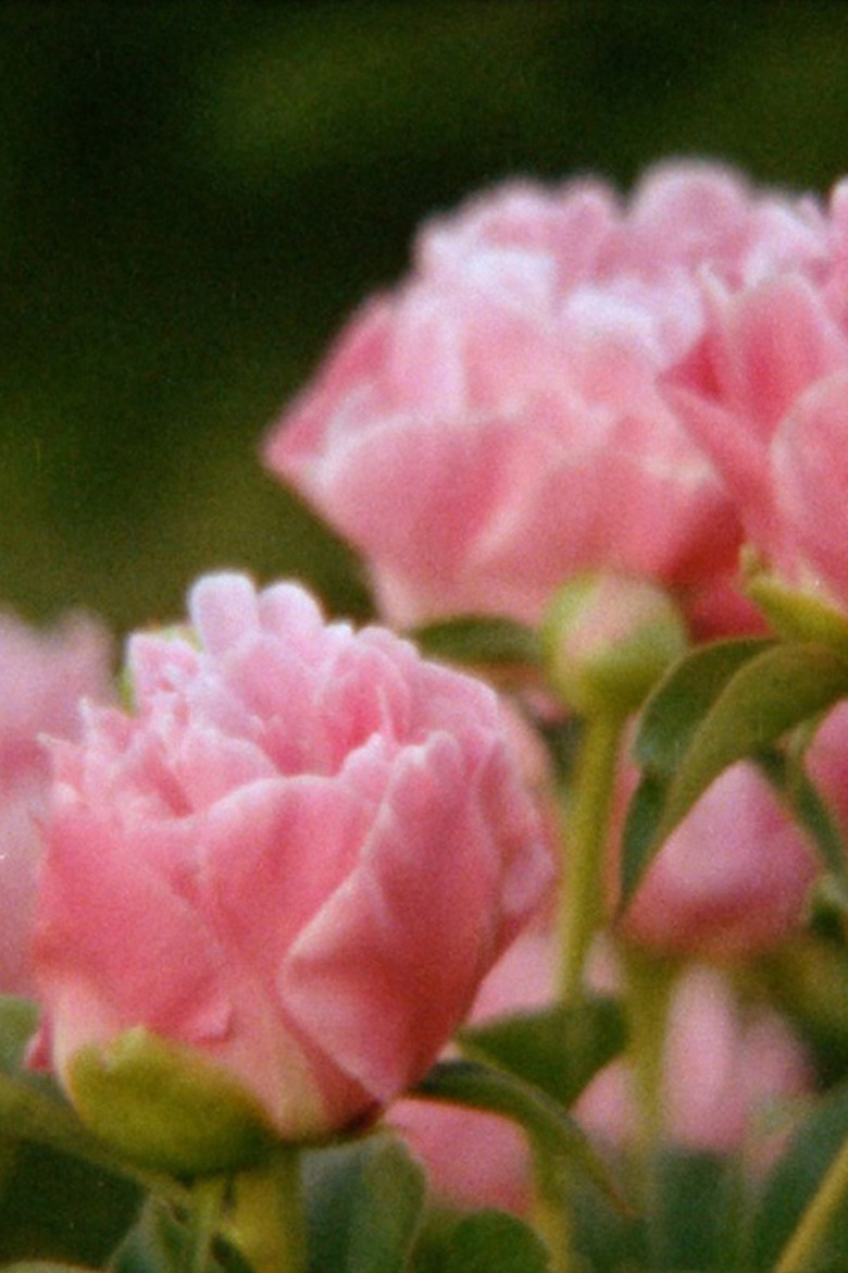 Eclipse in the Garden poster background