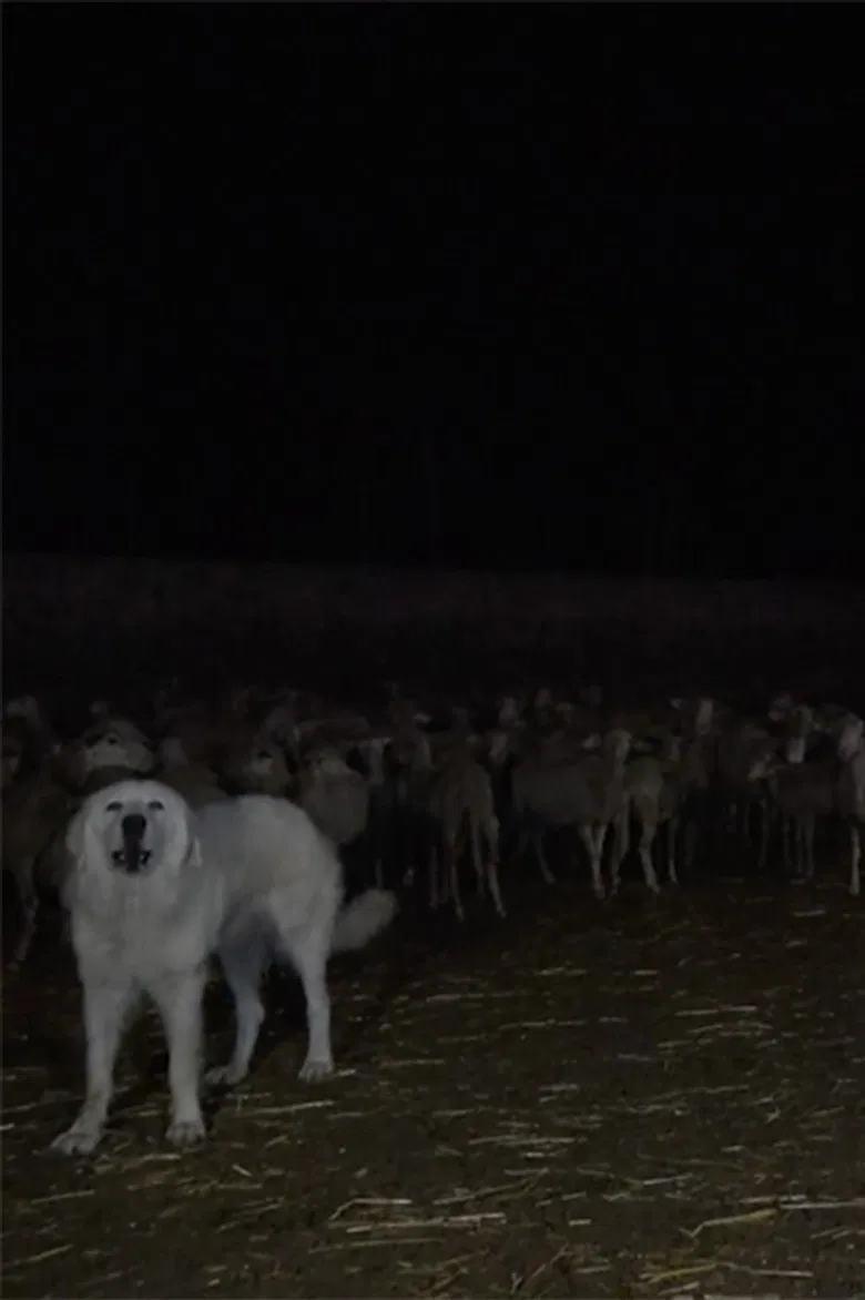 Wolves poster background