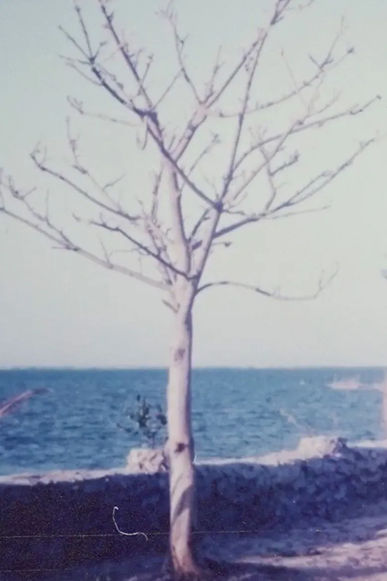 Two Women and the Rock Garden poster background