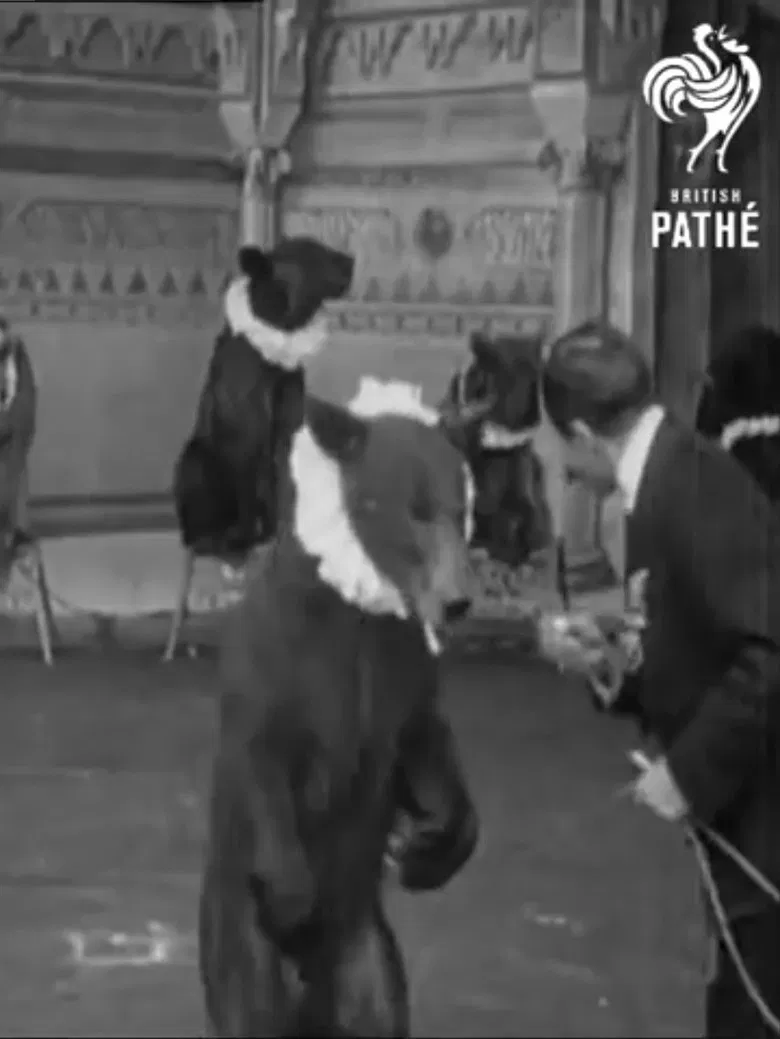 Trained Bears poster background