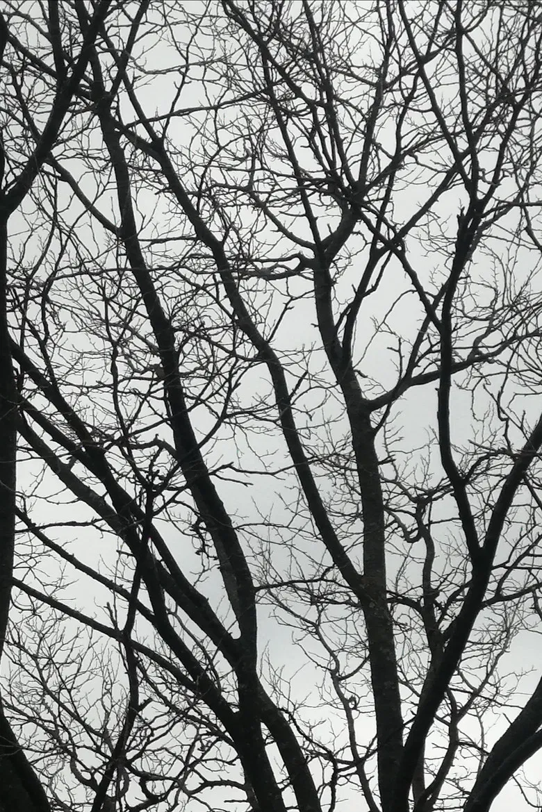 Tree Limbs poster background