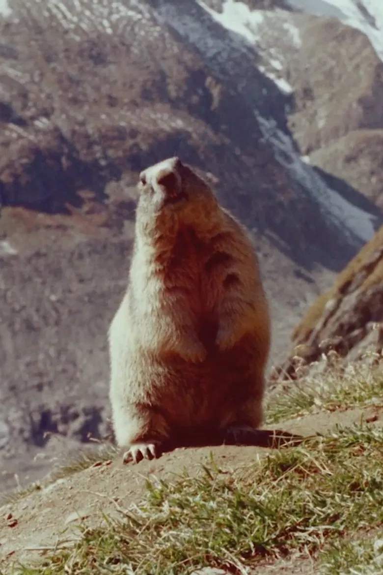 Marmot poster background