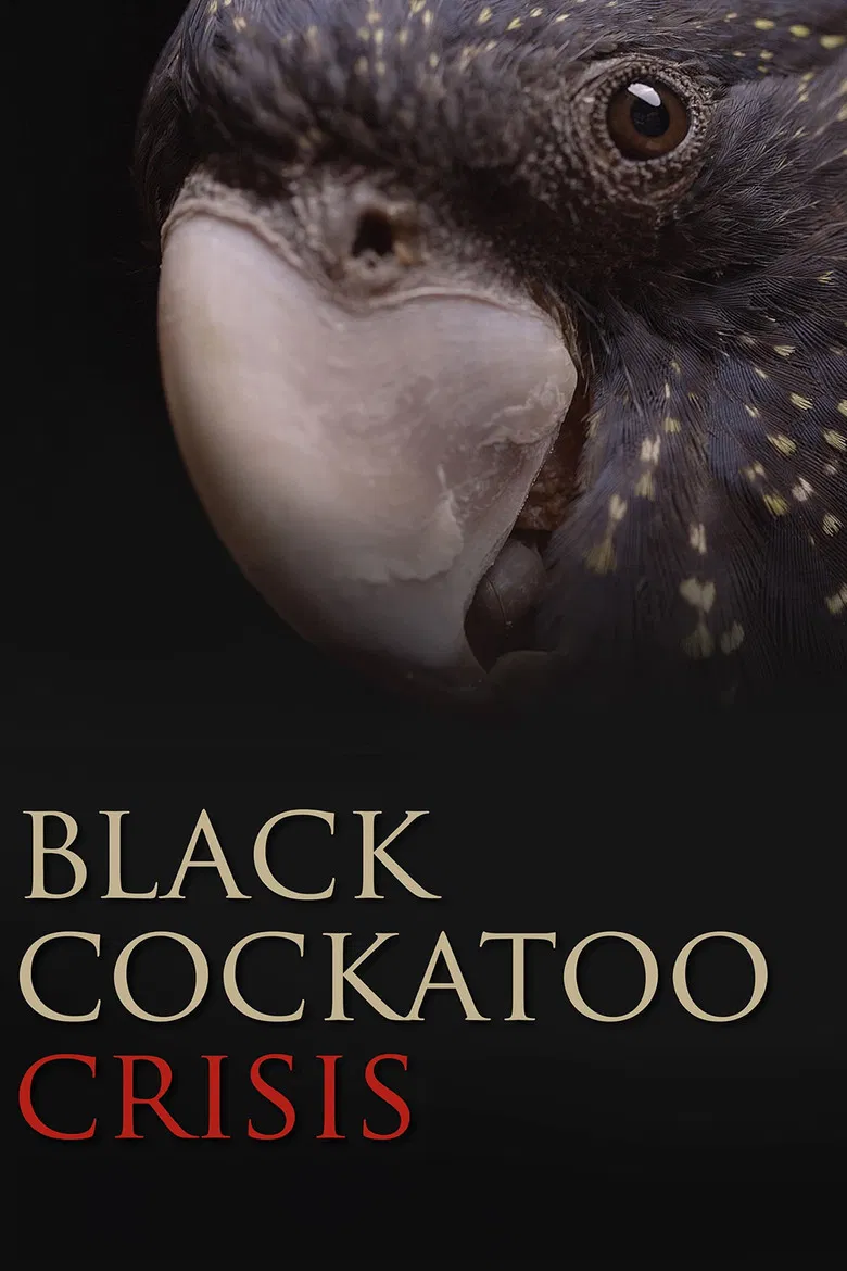 Black Cockatoo Crisis poster background
