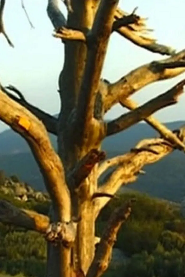 Lettre à Johan van der Keuken poster background