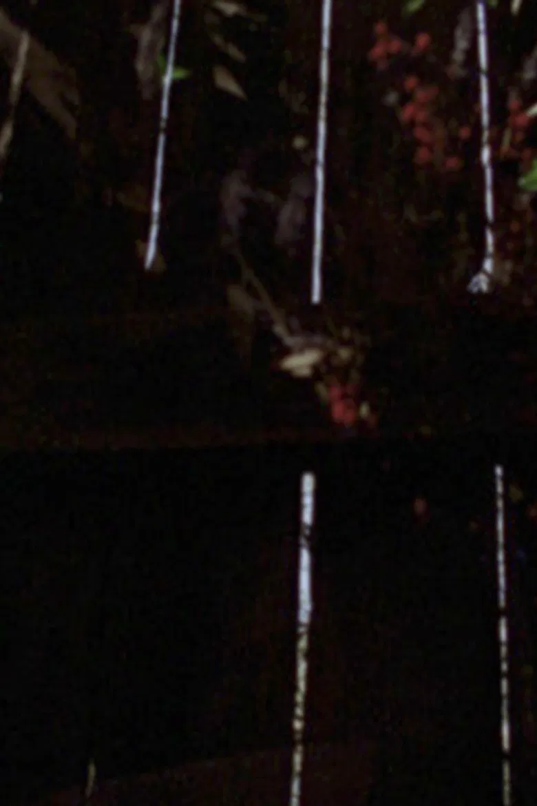 Garden Glimpses poster background