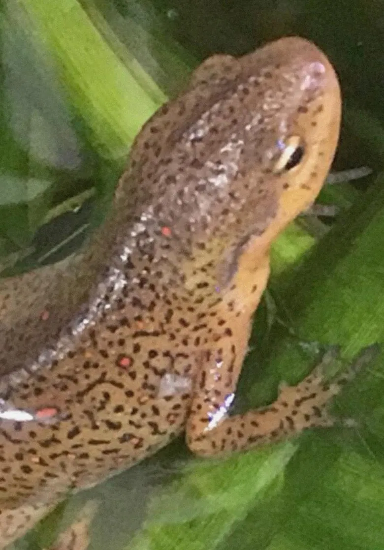 4 Fingers, 5 Toes poster background