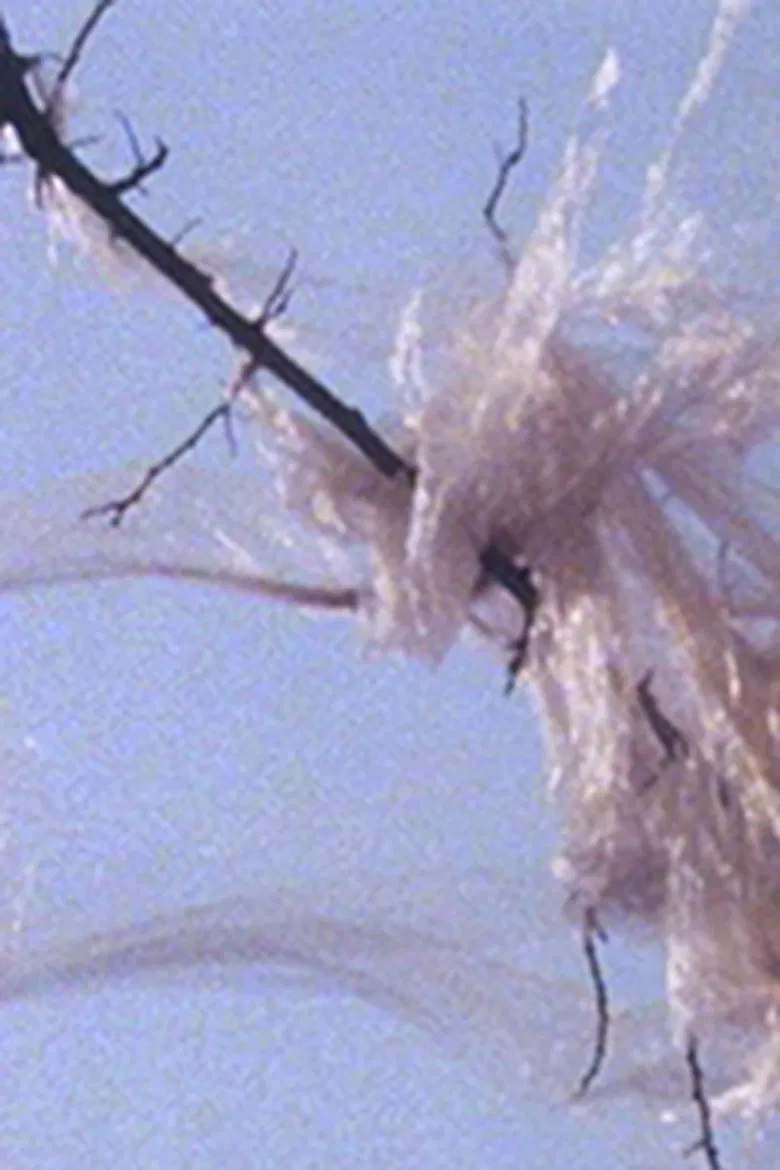 When You See a Rose poster background